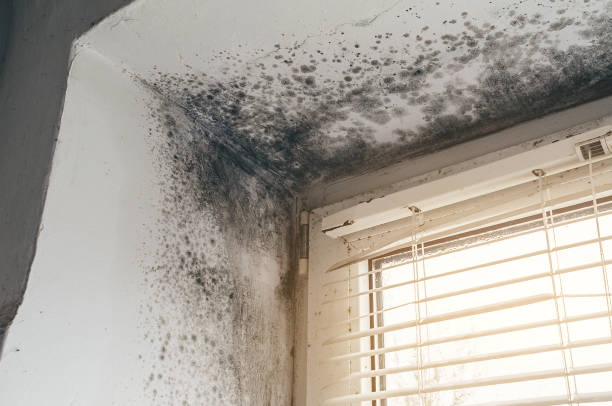 Affordable Mold Cleanup solutions in Olivia, NC
